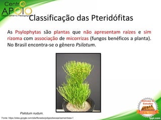 As Psylophytas são plantas que não apresentam raízes e sim
rizoma com associação de micorrizas (fungos benéficos a planta).
No Brasil encontra-se o gênero Psilotum.
Fonte: https://sites.google.com/site/florasbs/polypodiaceae/samambaia-1
Psilotum nudum.
Classificação das Pteridófitas
 