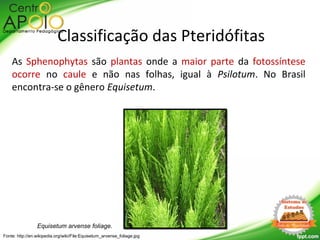As Sphenophytas são plantas onde a maior parte da fotossíntese
ocorre no caule e não nas folhas, igual à Psilotum. No Brasil
encontra-se o gênero Equisetum.
Equisetum arvense foliage.
Fonte: http://en.wikipedia.org/wiki/File:Equisetum_arvense_foliage.jpg
Classificação das Pteridófitas
 