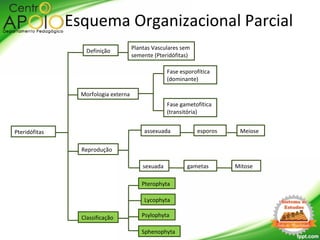 Pteridófitas
Morfologia externa
Definição
Reprodução
Classificação
Fase esporofítica
(dominante)
Fase gametofítica
(transitória)
Esquema Organizacional Parcial
Meiose
Mitose
esporos
gametas
assexuada
sexuada
Lycophyta
Psylophyta
Sphenophyta
Pterophyta
Plantas Vasculares sem
semente (Pteridófitas)
 
