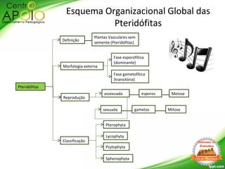 Pteridófitas
Morfologia externa
Definição
Reprodução
Classificação
Plantas Vasculares sem
semente (Pteridófitas)
Fase esporofítica
(dominante)
Fase gametofítica
(transitória)
Esquema Organizacional Global das
Pteridófitas
Meiose
Mitose
esporos
gametas
assexuada
sexuada
Lycophyta
Psylophyta
Sphenophyta
Pterophyta
 