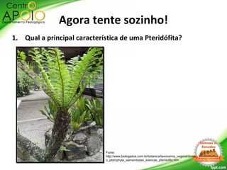 1. Qual a principal característica de uma Pteridófita?
Fonte:
http://www.biologados.com.br/botanica/taxonomia_vegetal/divisa
o_pterophyta_samambaias_avencas_pteridofita.htm
Agora tente sozinho!
 
