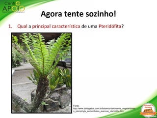 1. Qual a principal característica de uma Pteridófita?
Fonte:
http://www.biologados.com.br/botanica/taxonomia_vegetal/divisa
o_pterophyta_samambaias_avencas_pteridofita.htm
Agora tente sozinho!
 