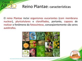 O reino Plantae inclui organismos eucariontes (com membrana
nuclear), pluricelulares e clorofilados, portanto, capazes de
realizar o fenômeno da fotossíntese, conseqüentemente são seres
autótrofos.
Reino Plantae: características
http://upload.wikimedia.org/wikipedia/commons/thumb/4/46/Diversity_of_plants_image_version_3.png/220px-Diversity_of_plants_image_version_3.png
 