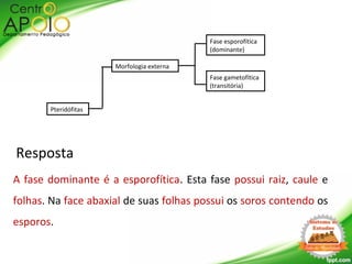 Resposta
A fase dominante é a esporofítica. Esta fase possui raiz, caule e
folhas. Na face abaxial de suas folhas possui os soros contendo os
esporos.
Pteridófitas
Morfologia externa
Fase esporofítica
(dominante)
Fase gametofítica
(transitória)
 