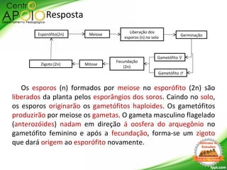 Resposta
Os esporos (n) formados por meiose no esporófito (2n) são
liberados da planta pelos esporângios dos soros. Caindo no solo,
os esporos originarão os gametófitos haploides. Os gametófitos
produzirão por meiose os gametas. O gameta masculino flagelado
(anterozóides) nadam em direção á oosfera do arquegônio no
gametófito feminino e após a fecundação, forma-se um zigoto
que dará origem ao esporófito novamente.
Mitose
Fecundação
(2n)
Meiose
Liberação dos
esporos (n) no solo
Gametófito ♀
Gametófito ♂
Germinação
Zigoto (2n)
Esporófito(2n)
 
