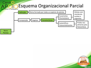 Reino
Plantae
Definição
Esquema Organizacional Parcial
Reino formado por todas as espécies de plantas
Composição Vegetais Características
Autotróficos
Fotossintetizantes
Eucariontes
Pluricelulares
Células com
membrana
nuclear e
organelas
Produz seu
alimento pela
fotossíntese
 
