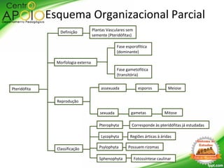Pteridófita
Morfologia externa
Definição
Reprodução
Classificação
Plantas Vasculares sem
semente (Pteridófitas)
Fase esporofítica
(dominante)
Fase gametofítica
(transitória)
Esquema Organizacional Parcial
Meiose
Mitose
esporos
gametas
assexuada
sexuada
Lycophyta
Psylophyta
Sphenophyta
Regiões árticas à áridas
Possuem rizomas
Fotossíntese caulinar
Pterophyta Corresponde às pteridófitas já estudadas
 