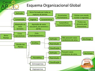 Reino
Plantae
Divisão das
Plantas
Pteridófitas
Briófitas
Definição
Esquema Organizacional Global
Reino formado por todas as
espécies de plantas
Adaptação ao
meio
terrestre
Aquisição de vasos
vasculares, de semente e
de flor
Gimnospermas
Ciclos
reprodutivos
Ciclo
Haplodiplobiôntico
Composição Vegetais Características
Autotróficos
Fotossintetizantes
Eucariontes
Pluricelulares
Células com memb.
nuclear e organelas
Produz seu
alimento pela
fotossíntese
Angiospermas
MorfologiaDefinição
Reprodução
Não possuem vasos
condutores de seiva.
Classificação
MorfologiaDefinição
Reprodução
Possuem vasos
condutores de seiva.
Classificação
 