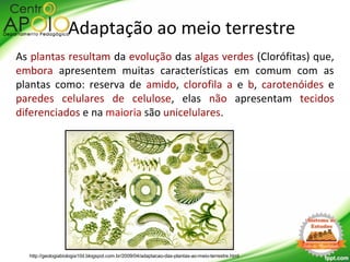 Adaptação ao meio terrestre
As plantas resultam da evolução das algas verdes (Clorófitas) que,
embora apresentem muitas características em comum com as
plantas como: reserva de amido, clorofila a e b, carotenóides e
paredes celulares de celulose, elas não apresentam tecidos
diferenciados e na maioria são unicelulares.
http://geologiabiologia10d.blogspot.com.br/2009/04/adaptacao-das-plantas-ao-meio-terrestre.html
 