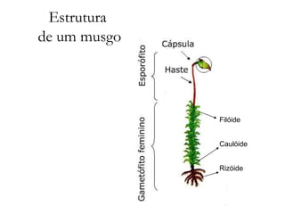 REINO PLANTAE características dos grupos.pptx