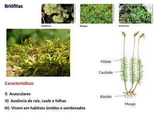 Reino Plantae, evolução, morfologia e e fisiologia 1ª serie.ppt
