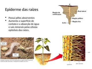 Reino Plantae, evolução, morfologia e e fisiologia 1ª serie.ppt
