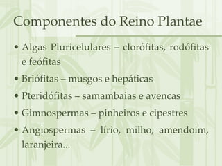 Componentes do Reino Plantae Algas Pluricelulares – clorófitas, rodófitas e feófitas  Briófitas – musgos e hepáticas Pteridófitas – samambaias e avencas Gimnospermas – pinheiros e cipestres Angiospermas – lírio, milho, amendoim, laranjeira... 