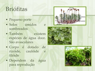 Briófitas Pequeno porte Solos úmidos e sombreados Também existem espécies de água doce. São avasculares Corpo é dotado de rizóide, caulóide e filóide Dependem da água para reprodução 