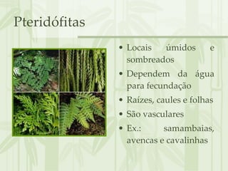 Pteridófitas  Locais úmidos e sombreados Dependem da água para fecundação Raízes, caules e folhas São vasculares Ex.: samambaias, avencas e cavalinhas 