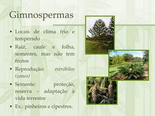 Gimnospermas Locais de clima frio e temperado Raiz, caule e folha, sementes, mas não tem frutos Reprodução:  estróbilos (cones) Semente: proteção, reserva – adaptação à vida terrestre Ex.: pinheiros e cipestres. 