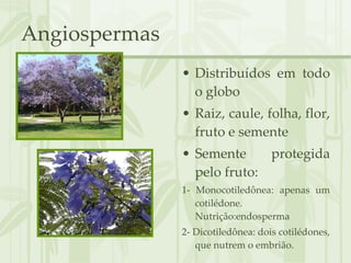 Angiospermas Distribuídos em todo o globo Raiz, caule, folha, flor, fruto e semente Semente protegida pelo fruto: 1- Monocotiledônea: apenas um cotilédone. Nutrição:endosperma 2- Dicotiledônea: dois cotilédones, que nutrem o embrião. 