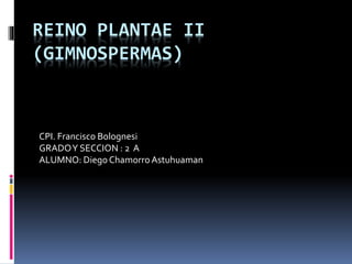 REINO PLANTAE II 
(GIMNOSPERMAS) 
CPI. Francisco Bolognesi 
GRADO Y SECCION : 2 A 
ALUMNO: Diego Chamorro Astuhuaman 
 