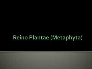 Reino Plantae (Metaphyta) 