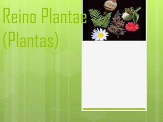 Reino Plantae
(Plantas)
 