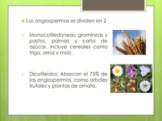     Las angiospermas se dividen en 2

1.    Monocotiledoneas: gramíneas y
      pastos, palmas y caña de
      azúcar, incluye cereales como
      trigo, arroz y maíz.



1.    Dicotileidos: Abarcan el 75% de
      las angiospermas, como arboles
      frutales y plantas de ornato.
 