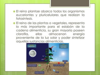    El reino plantae abarca todos los organismos
    eucariontes y pluricelulares que realizan la
    fotosíntesis.
   El reino de las plantas o vegetales, representa
    lo más importante para el eslabón de la
    cadena alimenticia, su gran mayoría poseen
    clorofila,    ellas     almacenan       energía
    proveniente de la luz solar y poder sintetizar
    aquellas sustancias alimenticias.
 