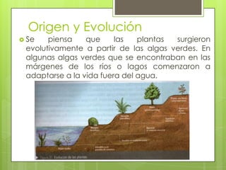 Origen y Evolución
 Se   piensa    que     las   plantas surgieron
 evolutivamente a partir de las algas verdes. En
 algunas algas verdes que se encontraban en las
 márgenes de los ríos o lagos comenzaron a
 adaptarse a la vida fuera del agua.
 