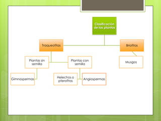 Clasificación
                                                  de las plantas




                  Traqueofitas                                     Briofitas



         Plantas sin                Plantas con                    Musgos
           semilla                     semilla



                           Helechos o
Gimnospermas                               Angiospermas
                            pterofitas
 