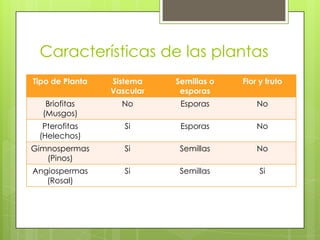 Características de las plantas
Tipo de Planta   Sistema    Semillas o   Flor y fruto
                 Vascular    esporas
   Briofitas       No        Esporas         No
  (Musgos)
  Pterofitas        Si       Esporas         No
 (Helechos)
Gimnospermas        Si       Semillas        No
   (Pinos)
Angiospermas        Si       Semillas         Si
   (Rosal)
 