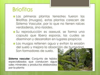 Briofitas
      Las primeras plantas terrestres fueron las
       Briofitas (musgos), estas plantas carecen de
       Sistema Vascular, por lo que no tienen raíces
       verdaderas, sino rizoides.
      Su reproducción es asexual, se forma una
       capsula que libera esporas, las cuales se
       diseminan y desarrollan en lugares propicios
      Los musgos retienen agua y evitan la erosión
       del suelo y mejora la absorción de humedad.
       Son formadores de suelo.

Sistema vascular: Conjunto de tejidos
especializados que conducen agua
sales minerales y productos elaborados
por la planta
 