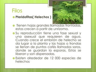 Filos
 Pteridofitas(   Helechos )

  Tienen hojas grandes llamadas frontadas,
  estas crecen a partir de unrizoma.
 Su reproducción tiene una fase sexual y
  una asexual que requieren de agua.
  Cuando crece el embrión de helecho se
  da lugar a la planta y las hojas o frondas
  se llenan de puntos cafés llamados soros,
  donde se guardan la esporas. Estas se
  liberan y son dispersadas.
 Existen alrededor de 12 000 especies de
  helechos
 