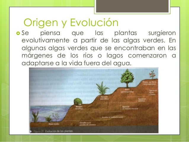 Reino plantae (Plantas)