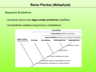 Reino Plantae (Metaphyta)
Aspectos Evolutivos
- Ancestral comum com algas verdes primitivas (carófitas);
- Compartilham detalhes bioquímicos e metabólicos;
 