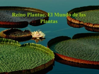 Reino Plantae. El Mundo de las
           Plantas
 