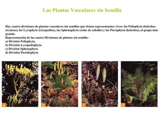 Las Plantas Vasculares sin Semilla Hay cuatro divisiones de plantas vasculares sin semillas que tienen representantes vivo...