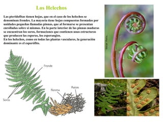 Los Helechos Las pteridofitas tienen hojas, que en el caso de los helechos se denominan frondes. La mayoría tiene hojas co...