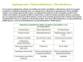 Angiospermas: Monocotiledóneas y Dicotiledóneas Se cree que las angiospermas -plantas con semillas encerradas y protegidas...