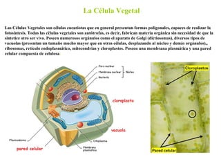 La Célula Vegetal Las Células Vegetales son células eucariotas que en general presentan formas poligonales, capaces de rea...