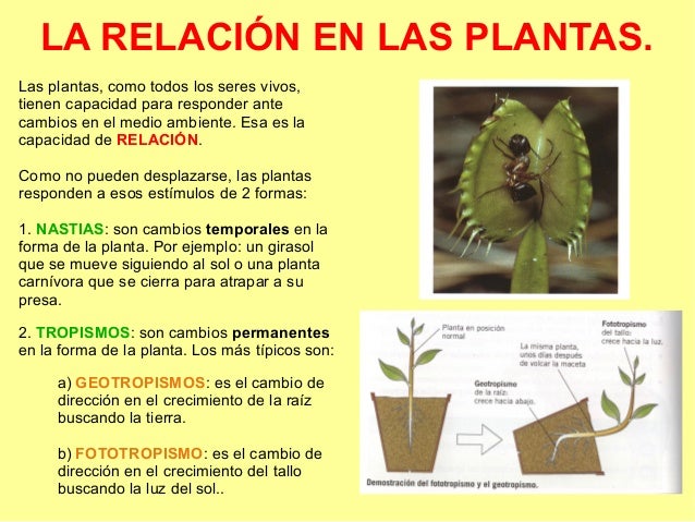 Resultado de imagen de relacion de las plantas