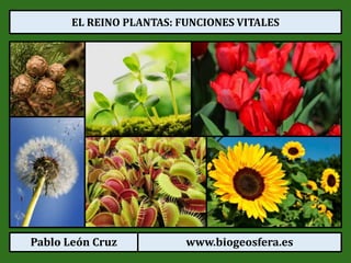 Pablo León Cruz www.biogeosfera.es
EL REINO PLANTAS: FUNCIONES VITALES
 