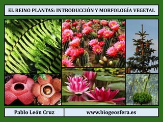 Pablo León Cruz www.biogeosfera.es
EL REINO PLANTAS: INTRODUCCIÓN Y MORFOLOGÍA VEGETAL
 