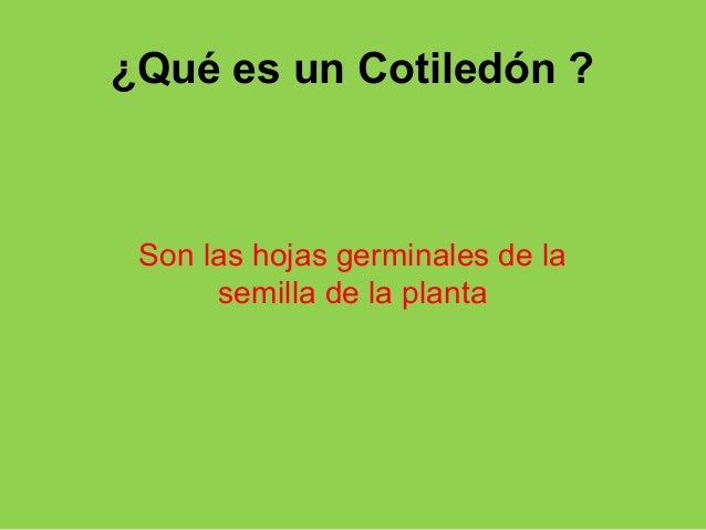 Reinos de la naturaleza: Vegetal