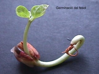 Germinació del fesol
 