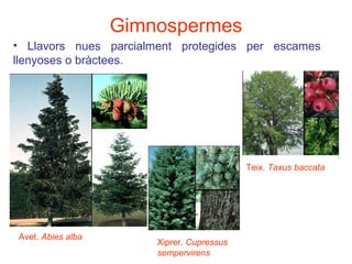 Gimnospermes
• Llavors nues parcialment protegides per escames
llenyoses o bràctees.
Xiprer. Cupressus
sempervirens
Avet. Abies alba
Teix. Taxus baccata
 