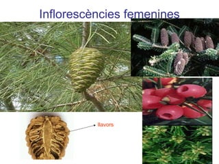 Inflorescències femenines
llavors
 