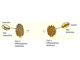 Con o
inflorescència
masculina
Con o
inflorescència
femenina
Flor
masculina
Flor
femenina
 