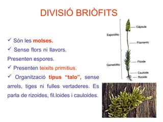 DIVISIÓ BRIÒFITS
 Són les molses.
 Sense flors ni llavors.
Presenten espores.
 Presenten teixits primitius.
 Organització tipus “talo”, sense
arrels, tiges ni fulles vertaderes. Es
parla de rizoides, fil.loides i cauloides.
 