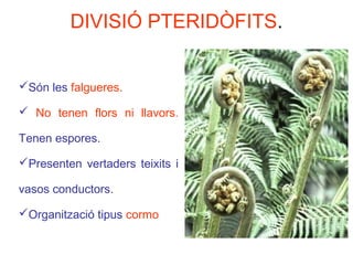 DIVISIÓ PTERIDÒFITS.
Són les falgueres.
 No tenen flors ni llavors.
Tenen espores.
Presenten vertaders teixits i
vasos conductors.
Organització tipus cormo
 