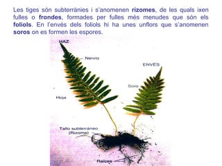 Les tiges són subterrànies i s’anomenen rizomes, de les quals ixen
fulles o frondes, formades per fulles més menudes que són els
foliols. En l’envés dels foliols hi ha unes unflors que s’anomenen
soros on es formen les espores.
 