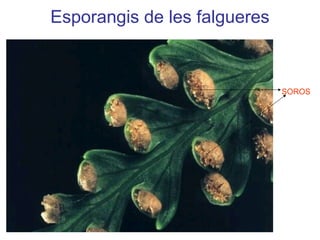 SOROS
Esporangis de les falgueres
 